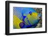 Queen Angelfish (Holacanthus Ciliaris)-Stephen Frink-Framed Photographic Print