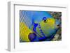 Queen Angelfish (Holacanthus Ciliaris)-Stephen Frink-Framed Photographic Print