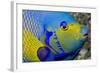 Queen Angelfish (Holacanthus Ciliaris)-Stephen Frink-Framed Photographic Print