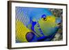 Queen Angelfish (Holacanthus Ciliaris)-Stephen Frink-Framed Photographic Print