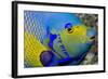 Queen Angelfish (Holacanthus Ciliaris)-Stephen Frink-Framed Photographic Print