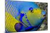 Queen Angelfish (Holacanthus Ciliaris)-Stephen Frink-Mounted Photographic Print