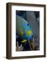 Queen Angelfish (Holacanthus Ciliaris)-Stephen Frink-Framed Photographic Print