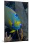 Queen Angelfish (Holacanthus Ciliaris)-Stephen Frink-Mounted Photographic Print