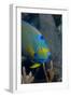 Queen Angelfish (Holacanthus Ciliaris)-Stephen Frink-Framed Photographic Print