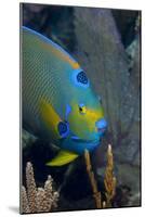 Queen Angelfish (Holacanthus Ciliaris)-Stephen Frink-Mounted Photographic Print