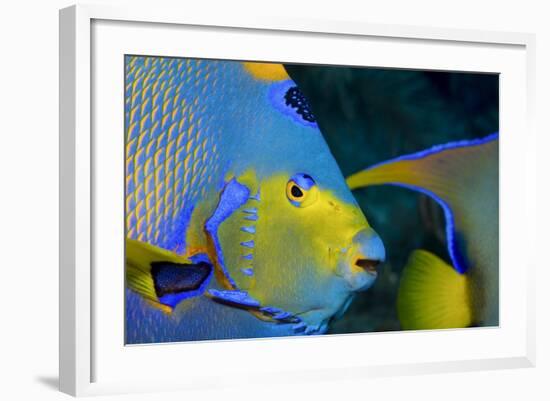 Queen Angelfish (Holacanthus Ciliaris)-Stephen Frink-Framed Photographic Print