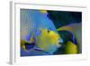 Queen Angelfish (Holacanthus Ciliaris)-Stephen Frink-Framed Photographic Print