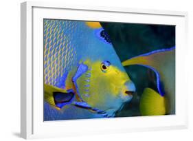 Queen Angelfish (Holacanthus Ciliaris)-Stephen Frink-Framed Photographic Print