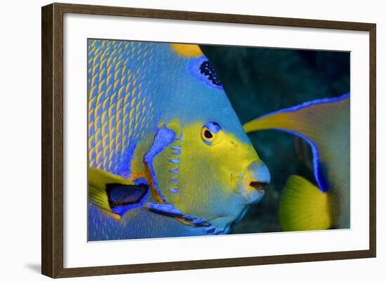 Queen Angelfish (Holacanthus Ciliaris)-Stephen Frink-Framed Photographic Print