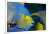 Queen Angelfish (Holacanthus Ciliaris)-Stephen Frink-Framed Photographic Print