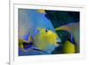 Queen Angelfish (Holacanthus Ciliaris)-Stephen Frink-Framed Photographic Print