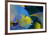 Queen Angelfish (Holacanthus Ciliaris)-Stephen Frink-Framed Photographic Print