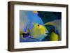 Queen Angelfish (Holacanthus Ciliaris)-Stephen Frink-Framed Photographic Print