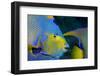 Queen Angelfish (Holacanthus Ciliaris)-Stephen Frink-Framed Photographic Print