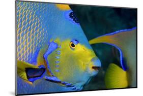 Queen Angelfish (Holacanthus Ciliaris)-Stephen Frink-Mounted Photographic Print