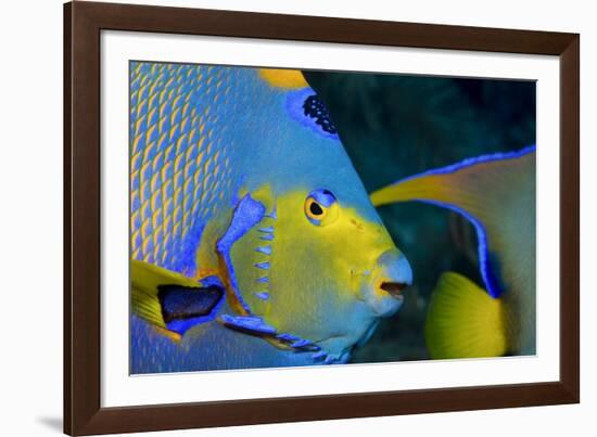 Queen Angelfish (Holacanthus Ciliaris)-Stephen Frink-Framed Photographic Print