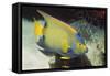 Queen Angelfish-Hal Beral-Framed Stretched Canvas