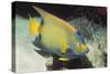 Queen Angelfish-Hal Beral-Stretched Canvas