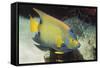 Queen Angelfish-Hal Beral-Framed Stretched Canvas