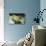 Queen Angelfish-Hal Beral-Stretched Canvas displayed on a wall