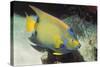 Queen Angelfish-Hal Beral-Stretched Canvas