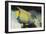Queen Angelfish-Hal Beral-Framed Premium Photographic Print