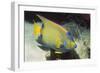 Queen Angelfish-Hal Beral-Framed Premium Photographic Print