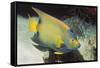 Queen Angelfish-Hal Beral-Framed Stretched Canvas