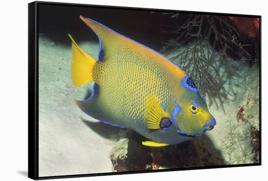 Queen Angelfish-Hal Beral-Framed Stretched Canvas