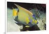 Queen Angelfish-Hal Beral-Framed Photographic Print