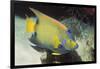 Queen Angelfish-Hal Beral-Framed Photographic Print