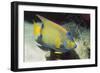 Queen Angelfish-Hal Beral-Framed Photographic Print