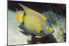 Queen Angelfish-Hal Beral-Mounted Photographic Print