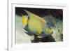 Queen Angelfish-Hal Beral-Framed Photographic Print