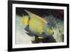 Queen Angelfish-Hal Beral-Framed Photographic Print