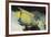 Queen Angelfish-Hal Beral-Framed Photographic Print