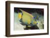 Queen Angelfish-Hal Beral-Framed Photographic Print