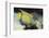 Queen Angelfish-Hal Beral-Framed Photographic Print