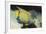 Queen Angelfish-Hal Beral-Framed Photographic Print