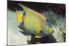 Queen Angelfish-Hal Beral-Mounted Photographic Print