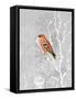Queen Ann Morning-Tina Lavoie-Framed Stretched Canvas