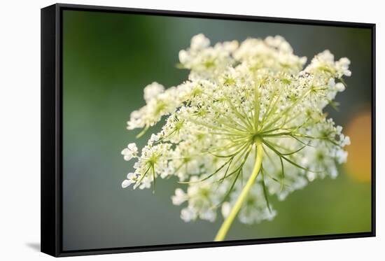 Queen Anne's lace flower-Anna Miller-Framed Stretched Canvas