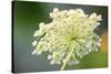 Queen Anne's lace flower-Anna Miller-Stretched Canvas