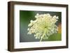 Queen Anne's lace flower-Anna Miller-Framed Photographic Print