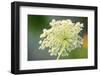 Queen Anne's lace flower-Anna Miller-Framed Photographic Print