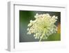 Queen Anne's lace flower-Anna Miller-Framed Photographic Print