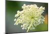 Queen Anne's lace flower-Anna Miller-Mounted Photographic Print