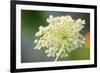 Queen Anne's lace flower-Anna Miller-Framed Photographic Print