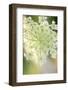 Queen Anne's lace flower-Anna Miller-Framed Photographic Print